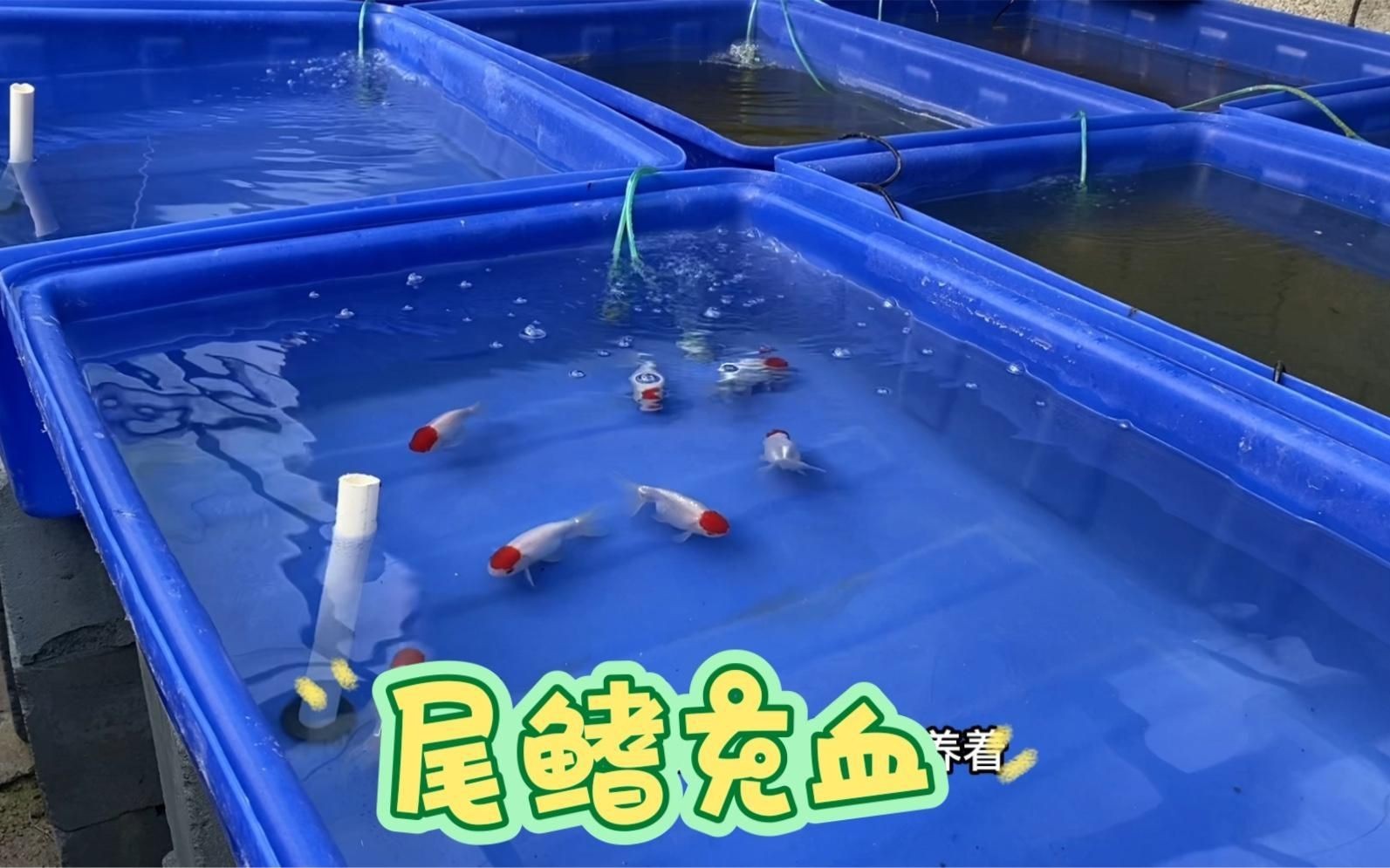 魚鰭充血有血絲怎么治療，場長教你錦鯉魚鰭充血原因及治療方法全民小視頻