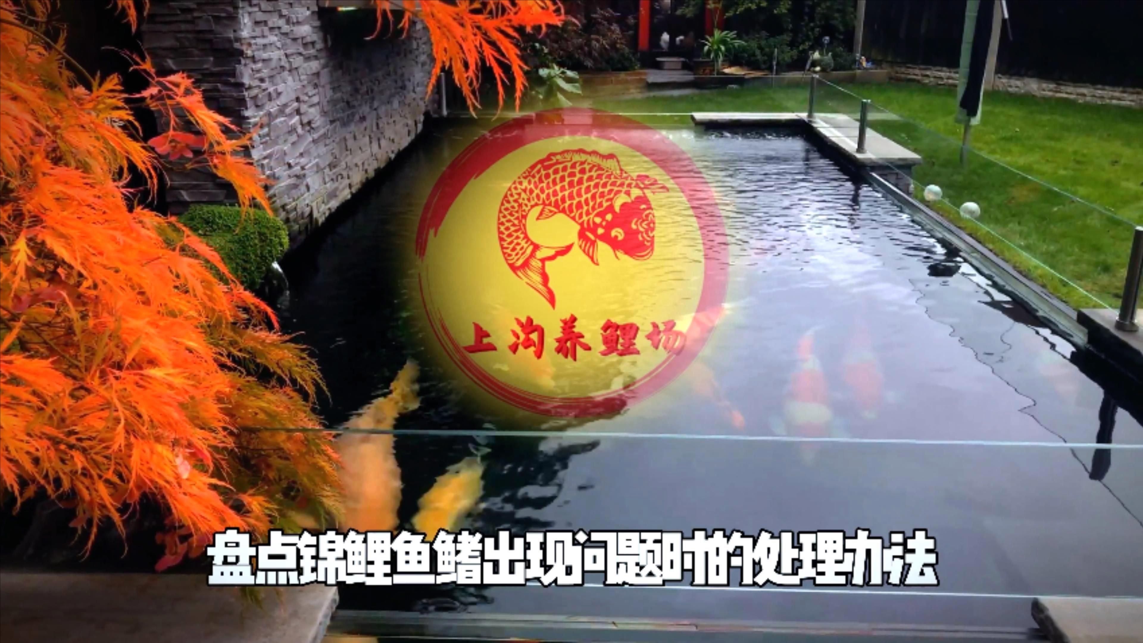 魚鰭充血有血絲怎么治療，場長教你錦鯉魚鰭充血原因及治療方法全民小視頻