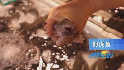 虎魚野生和養殖的區別：野生虎魚和養殖虎魚在多個方面存在一定的區別是什么