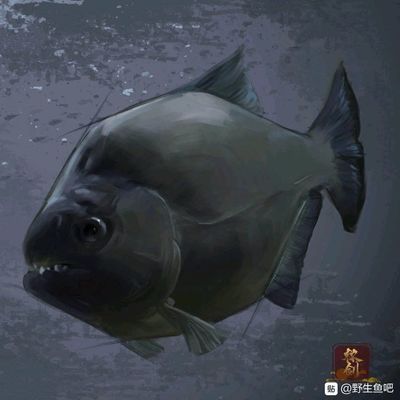 虎魚野生和養殖的區別：野生虎魚和養殖虎魚在多個方面存在一定的區別是什么