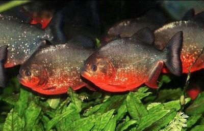 虎魚野生和養殖的區別：野生虎魚和養殖虎魚在多個方面存在一定的區別是什么