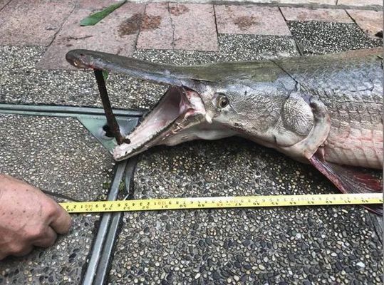 1米魚缸放多少慶大霉素：1米魚缸放多少慶大霉素比較好？