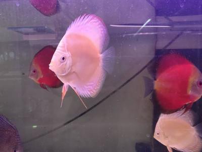 森森和金利佳過濾器哪個耐用：森森和金利佳過濾器哪個耐用森森過濾器哪個耐用