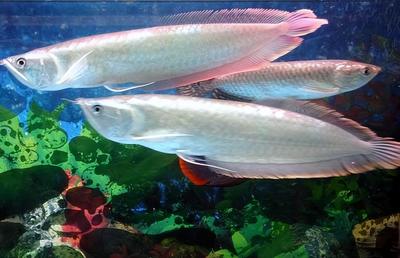藍底過背金龍魚用什么燈光(藍底過背好還是金底過背龍魚好)