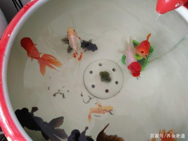 藍(lán)底過背金龍魚用什么燈光(藍(lán)底過背好還是金底過背龍魚好)