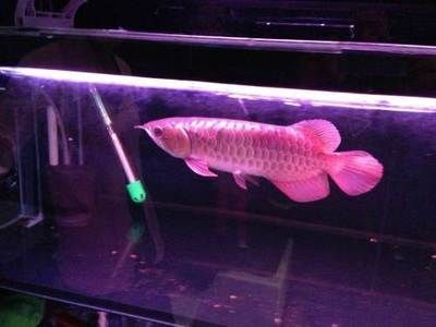 6mm的玻璃能做多大的魚缸：自制魚缸的注意事項(xiàng)自制魚缸的注意事項(xiàng)和注意事項(xiàng)