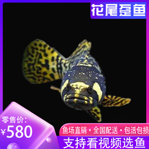 印尼虎魚怎么養長得快又好養：印尼虎魚怎么養長得快又好養，