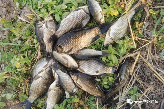 虎魚苗好養嗎魚成活率高嗎？