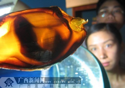龍魚撞缸掉鱗需要多長時間能好起來vs祥龍魚場：祥龍魚場的龍魚品種介紹