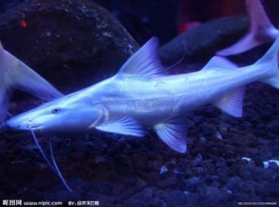 龍魚食怎么消毒vs祥龍魚場(chǎng)：祥龍魚場(chǎng)口碑評(píng)價(jià)龍魚專用消毒方法龍魚專用消毒方法