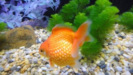 過背金龍魚多少錢一條,20一30公分（過背銀龍魚多少錢一條）