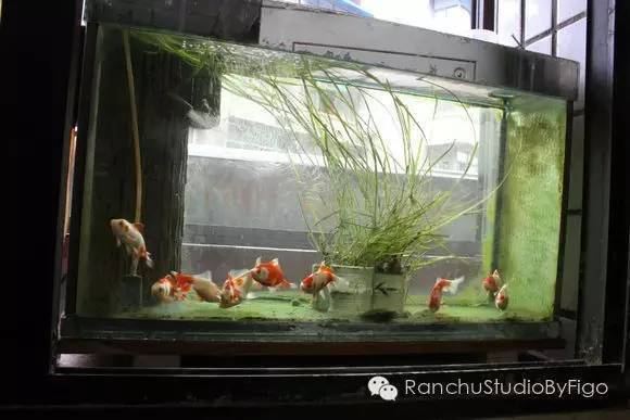 虎魚身上黑斑怎么回事：虎魚身上出現黑斑可能是患上了黑斑病，可能是患上了黑斑病