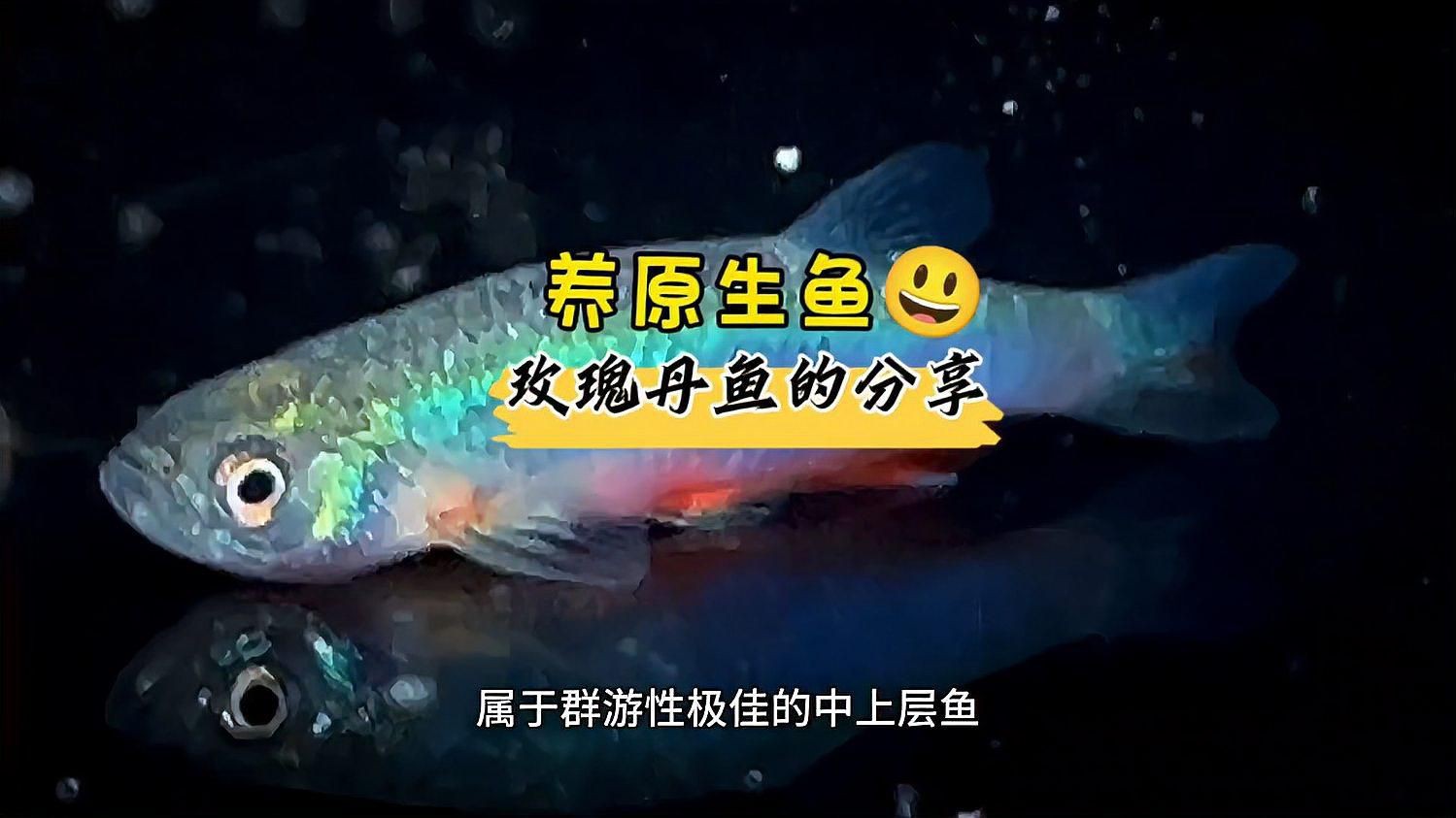 玫瑰丹魚好養嗎，《玫瑰丹魚好養嗎》