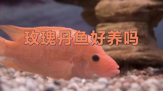 玫瑰丹魚好養嗎，《玫瑰丹魚好養嗎》