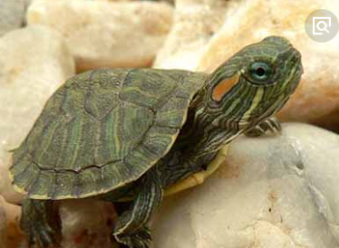 沂南魚缸批發(fā)市場在哪(沂南魚缸批發(fā)市場在哪個位置)