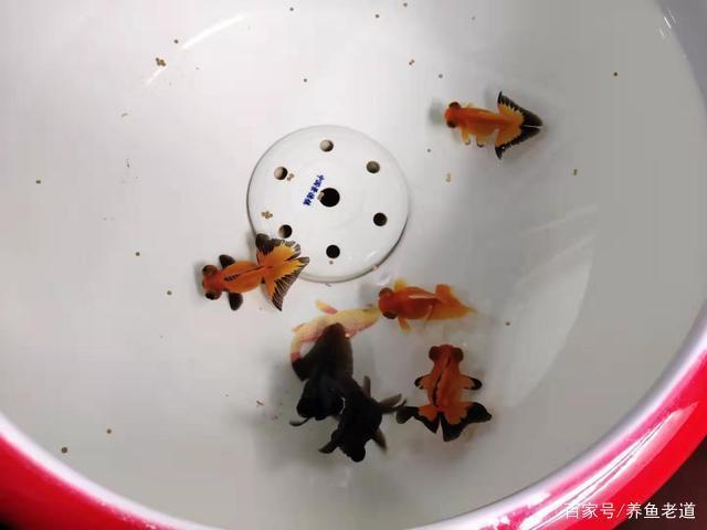 金龍魚吃什么飼料好養一點呢