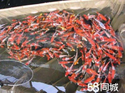 金龍魚吃什么飼料好養一點呢