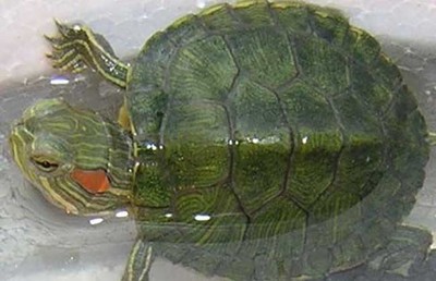 高端龍魚缸