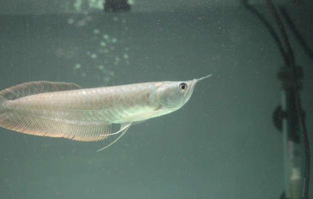 虎魚(yú)身上長(zhǎng)白點(diǎn)怎么治療圖片：虎魚(yú)身上長(zhǎng)白點(diǎn)怎么辦