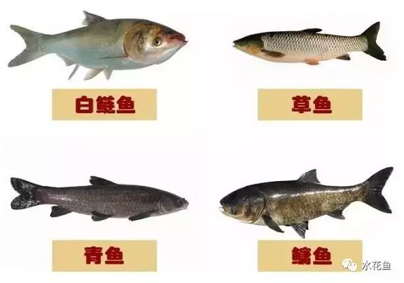 過背金龍魚一年能長多大：過背金龍魚一年可以長多大