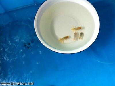 過背金龍魚和b過龍魚的區別是什么？