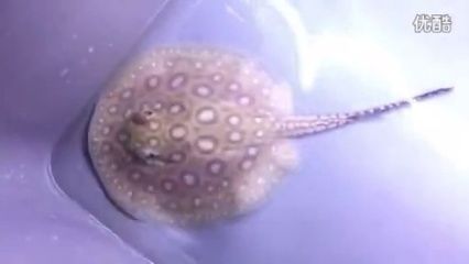 白子黑帝王魟魚：白子黑帝王魟魚是什么魚？
