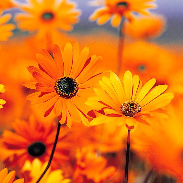 魚豎鱗自己會恢復，關于魚豎鱗病的一些問題