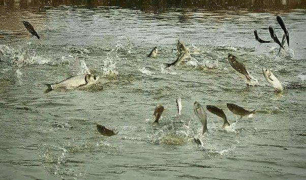 健康水族高鈣最簡單三個步驟，健康水族高鈣最簡單三個步驟及詳細說明