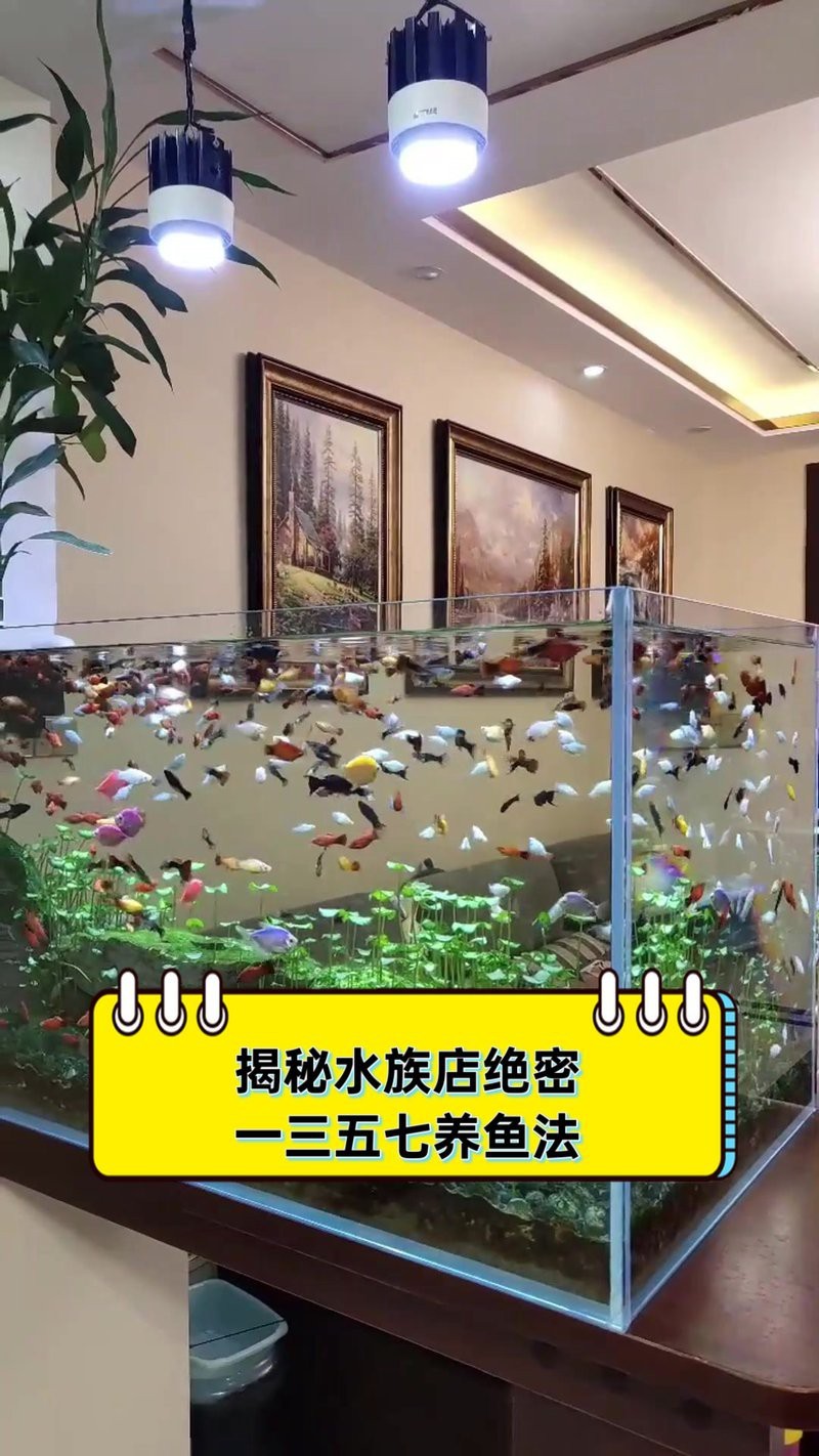 尼木水族店 尼木水族店 全國(guó)水族館企業(yè)名錄 第4張