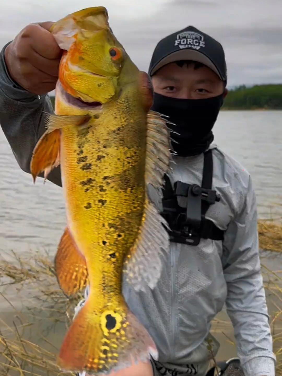 孔雀鱸，孔雀鱸是一種極具觀賞價(jià)值的魚類
