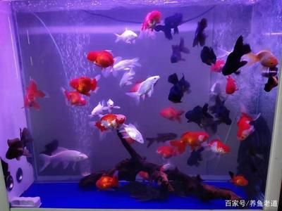 不打氧的魚缸養什么魚好：不打氧的魚缸養什么魚