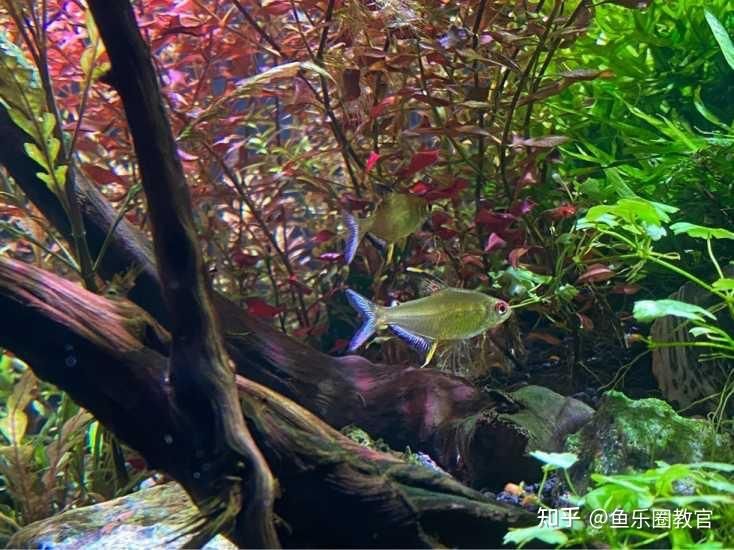 不打氧的魚缸養什么魚好：不打氧的魚缸養什么魚