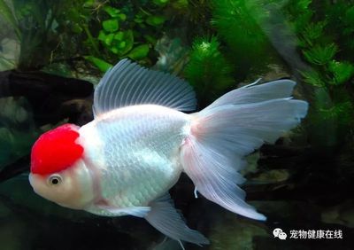 創寧和森森哪個好(創寧與森森變頻魚缸水泵哪個好)