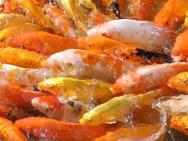 銀龍魚(yú)吃什么飼料顆粒多一些(銀龍魚(yú)吃什么顆粒飼料好)