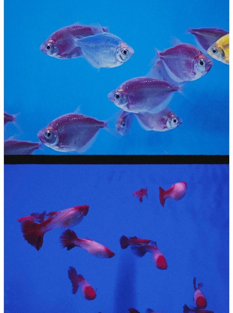 旌陽水族店，成都旌陽水族店旌陽水族店成市民打卡自拍地人民資訊
