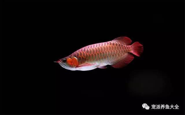 魚(yú)缸插排和遙控器怎么設(shè)置(魚(yú)缸插頭使用方法)