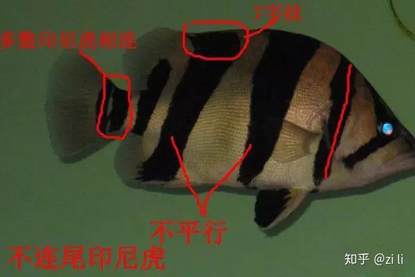 三紋虎和四紋虎哪個膽子大，三紋虎與四紋虎哪個膽子大