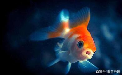 女王虎魚