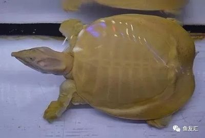 虎魚在缸底側(cè)身蹭缸啥意思：當(dāng)虎魚在缸底側(cè)身蹭缸時(shí)，可能是由于多種原因引起的 虎魚在缸底側(cè)身蹭缸啥意思：當(dāng)虎魚在缸底側(cè)身蹭缸時(shí)，可能是由于多種原因引起的 虎魚百科 第2張