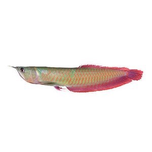 虎魚在缸底側(cè)身蹭缸啥意思：當(dāng)虎魚在缸底側(cè)身蹭缸時(shí)，可能是由于多種原因引起的 虎魚在缸底側(cè)身蹭缸啥意思：當(dāng)虎魚在缸底側(cè)身蹭缸時(shí)，可能是由于多種原因引起的 虎魚百科 第1張