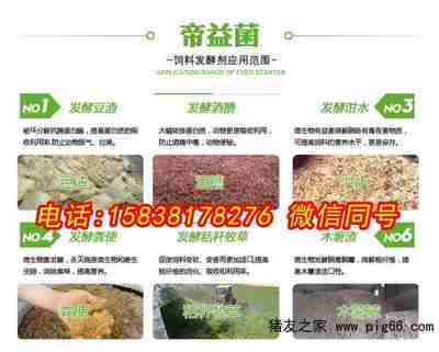 魟魚喂養技巧：魟魚的喂養技巧