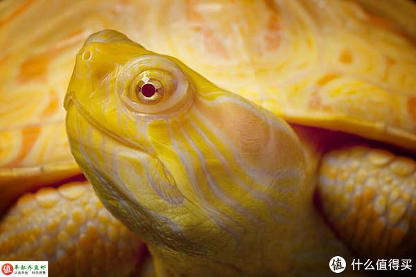 龍魚趴缸是什么樣子vs祥龍魚場：如何預防龍魚趴缸