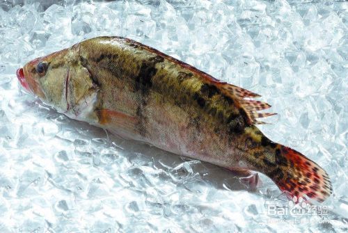 金龍魚的模樣