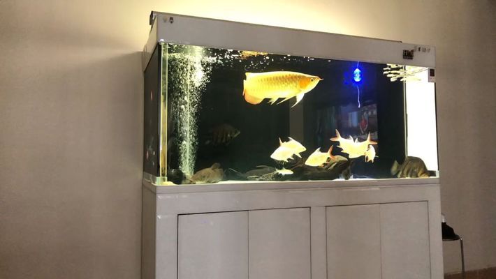 龍魚吃飼料魚好嗎