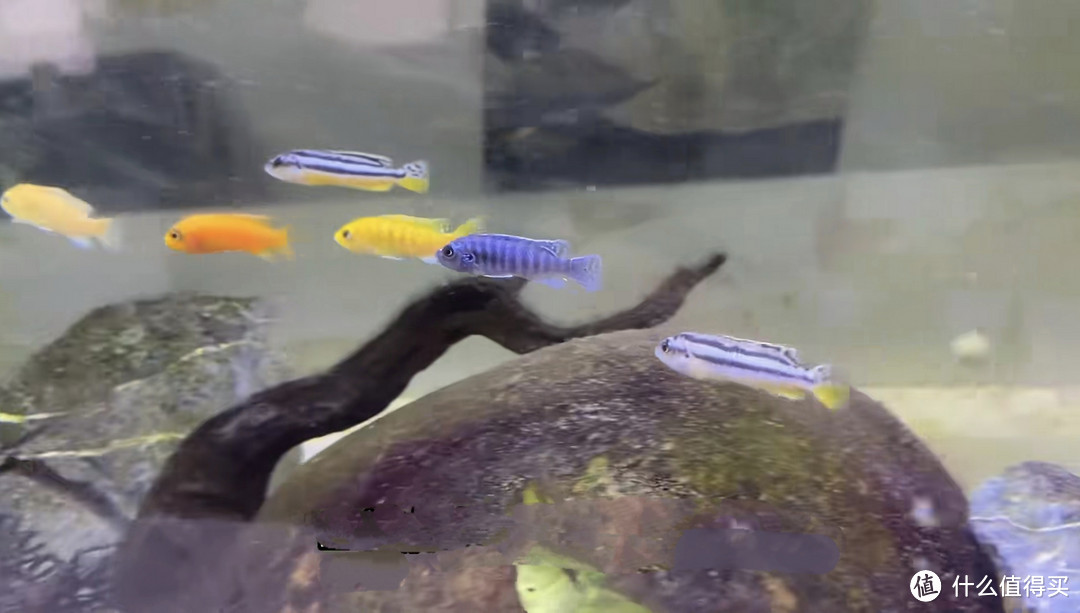 養龍魚要什么背景紙(養銀龍魚用什么背景紙)