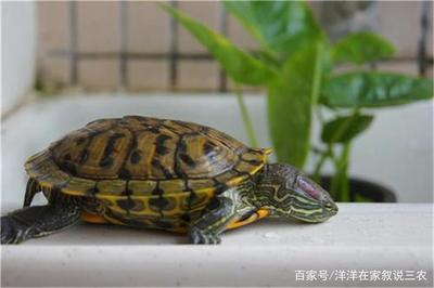 魟魚適宜溫度多少度生長快：魟魚適宜溫度多少度