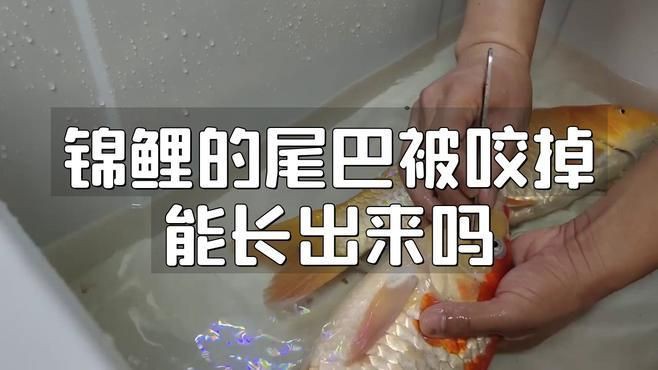 魚尾巴被咬后多久會恢復，《魚尾巴被咬后多久會恢復》