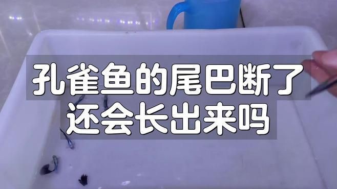 魚尾巴被咬后多久會恢復，《魚尾巴被咬后多久會恢復》