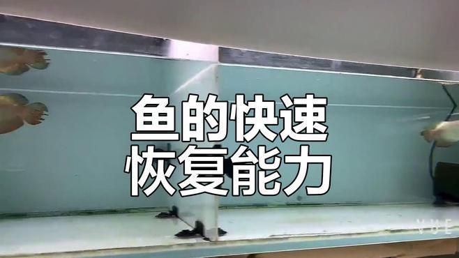 魚尾巴被咬后多久會恢復(fù)，《魚尾巴被咬后多久會恢復(fù)》