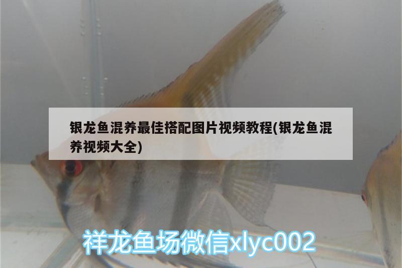 銀龍魚混養最佳搭配圖片視頻教程(銀龍魚混養視頻大全)